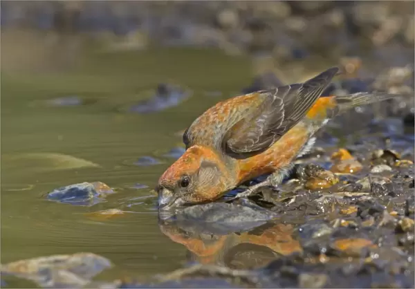 Red Crossbill (Loxia curvirostra) adult male, drinking from puddle, Norfolk, England, April
