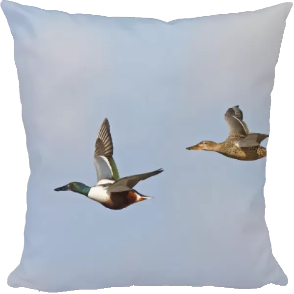 Northern Shoveler (Anas clypeata) two adult males and one adult female, in flight, Slimbridge, Gloucestershire