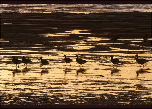 Brent Goose (Branta bernicla) flock, feeding on estuary at low tide, silhouetted at sunrise, Medway Estuary, Shellness