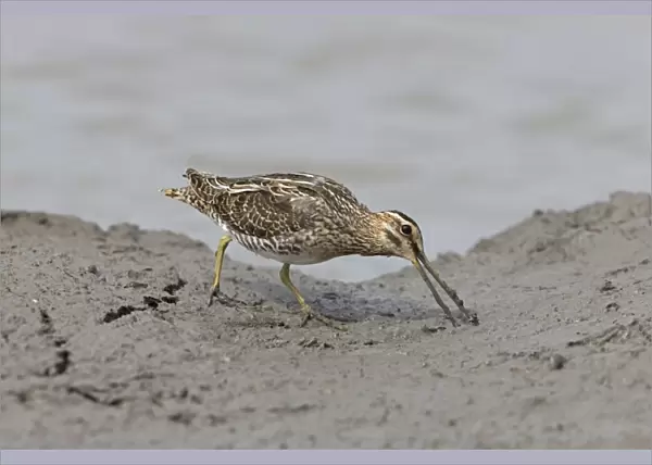 Common Snipe (Gallinago gallinago) adult, feeding on mud at edge of water, Suffolk, England, September