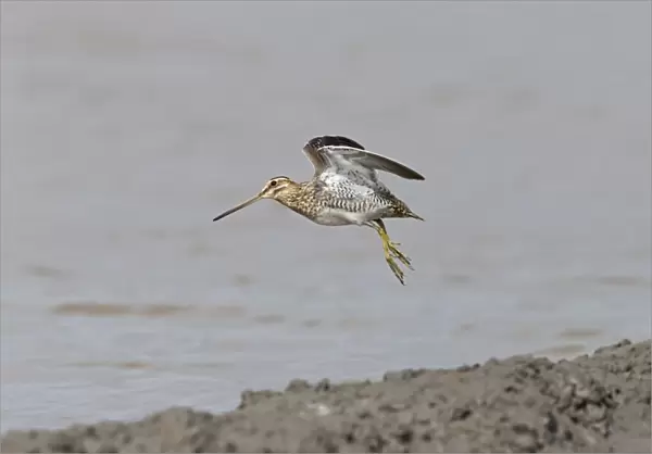 Common Snipe (Gallinago gallinago) adult, in flight over mud at edge of water, Suffolk, England, September