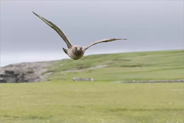 Great Skua (Stercorarius skua) adult, in flight, Shetland Islands, Scotland, June