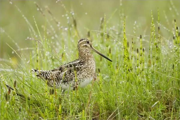 Common Snipe (Gallinago gallinago) adult, standing amongst horsetails saturated in rain, Iceland, June