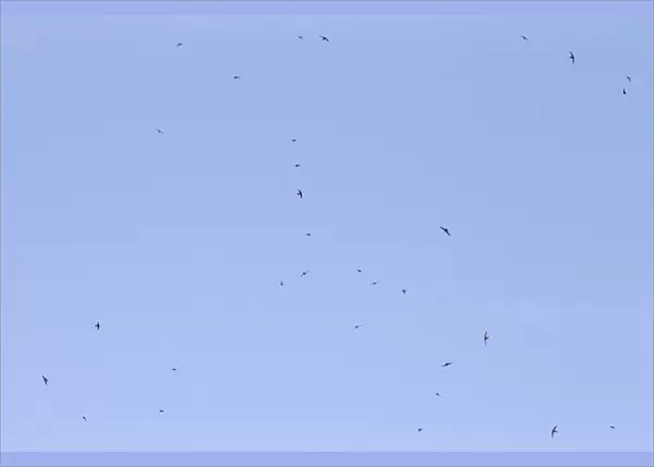 Common Swift (Apus apus) flock, in flight, feeding, Castilla y Leon, Spain, June