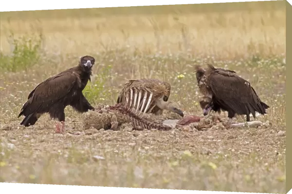 Eurasian Black Vulture (Aegypius monachus) two juveniles, and Eurasian Griffon Vulture (Gyps fulvus) juvenile