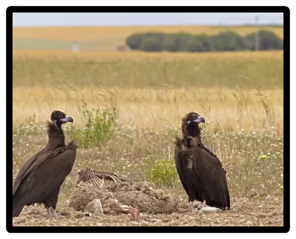 Eurasian Black Vulture (Aegypius monachus) two juveniles, feeding at sheep carcass, Castilla y Leon, Spain, May