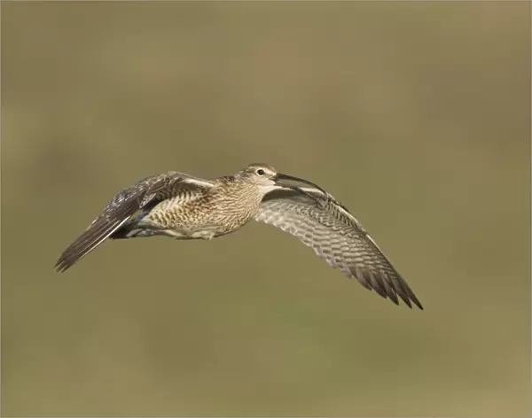 Whimbrel (Numenius phaeopus) adult, in flight, calling, Iceland, June