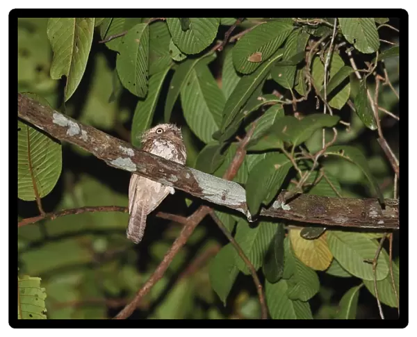 Blyths Frogmouth (Batrachostomus affinis) adult male, perched on branch, Way Kambas N. P