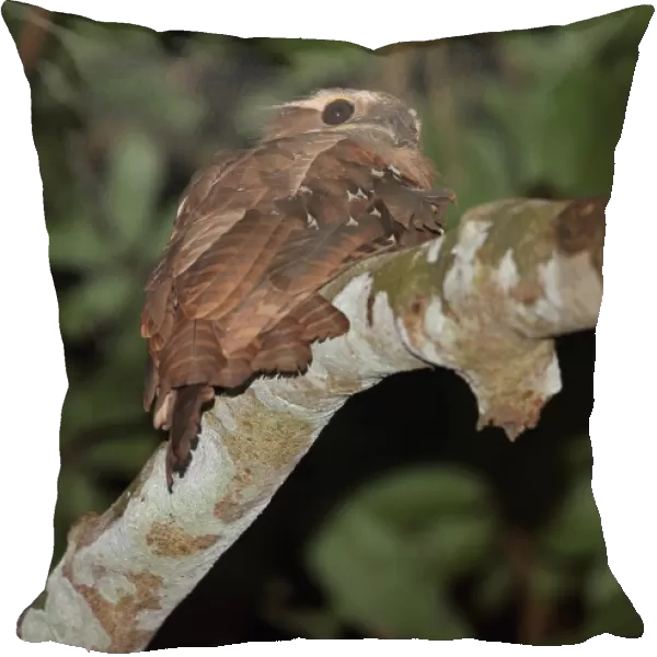 Large Frogmouth (Batrachostomus auritus) adult, perched on branch, Way Kambas N. P