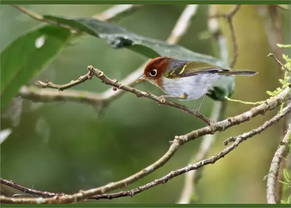Sunda Warbler (Seicercus grammiceps sumartrensis) adult, perched on twig, Kerinci Seblat N. P