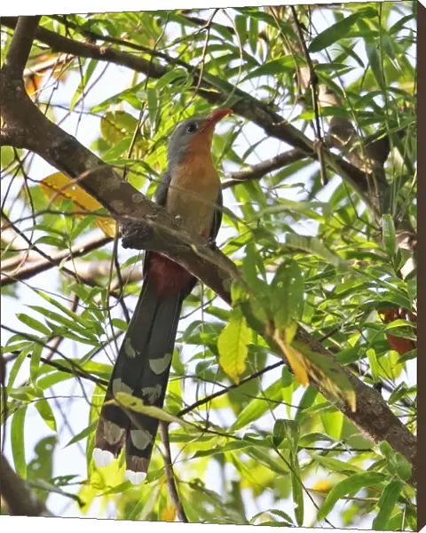 Red-billed Malkoha (Phaenicophaeus javanicus) adult, perched on branch, Way Kambas N. P