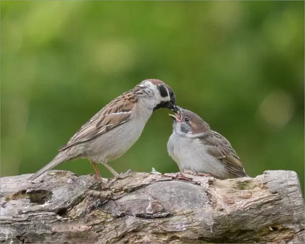 Eurasian Tree Sparrow (Passer montanus) adult, feeding chick, perched on branch, Bulgaria, May