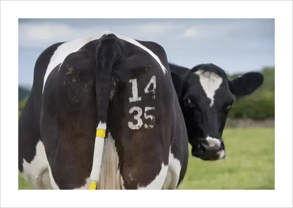 Domestic Cattle, dairy cow, with identification number freeze branded on rear and tags on tail, Cumbria, England, June