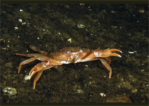 Harbour Crab (Liocarcinus depurator) adult, on muddy silt in sea loch, Loch Fyne, Argyll and Bute, Scotland, June