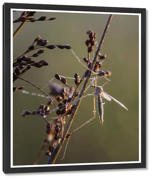 Cranefly (Tipula oleracea) adult, resting on stem, covered in dew at sunrise, Elmley N. N. R