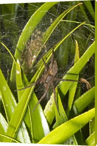 Fen Raft Spider (Dolomedes plantarius) adult female, guarding babies in summer nursery web