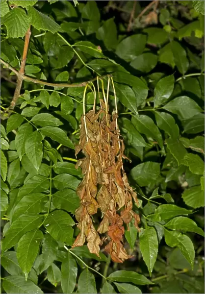 Common Ash (Fraxinus excelsior) dieback of leaves, caused by Ash Dieback (Chalara fraxinea) fungal disease, Norfolk