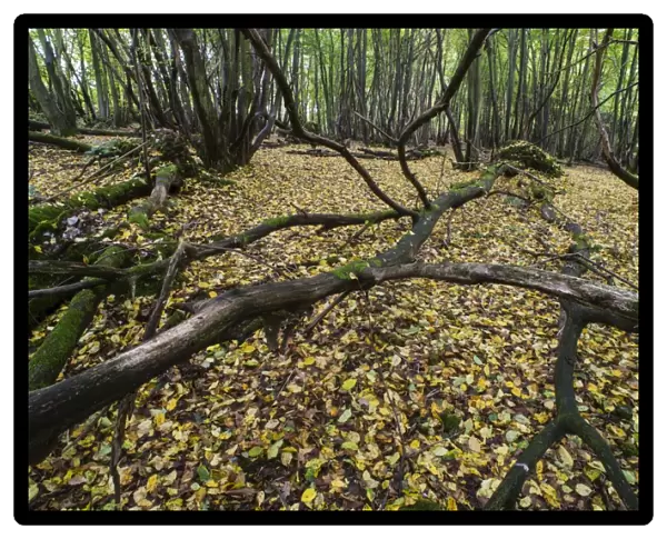 Fallen tree branches and leaf litter on floor of coppice woodland habitat, Kent, England, October