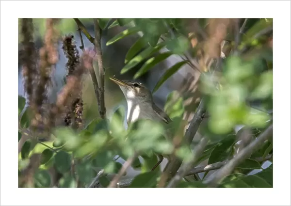 Olivaceous Warbler calling - Bulgaria