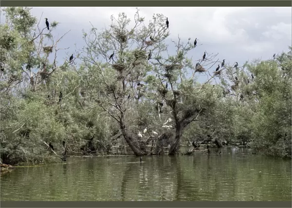 Nesting colony of Great Cormorants and Spoonbills on Lake kerkini Northern Greece