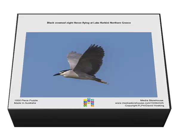 Black crowned night Heron flying at Lake Kerkini Northern Greece