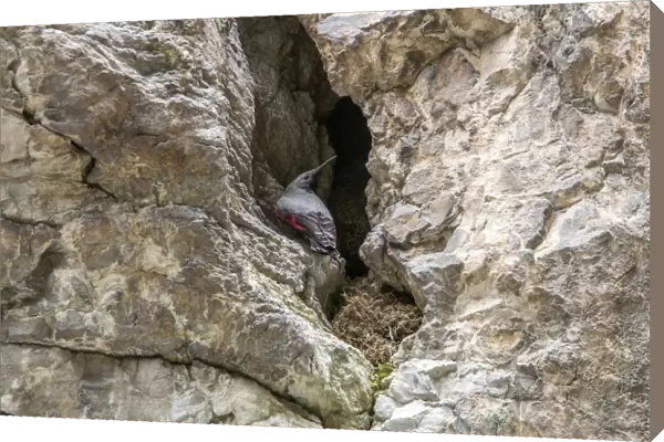 Wallcreeper male by its nest. Trigrad gorge, Bulgaria