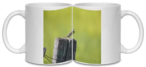 Dickcissel (Spiza americana) adult male, breeding plumage, singing, perched on fencepost in prairie, North Dakota