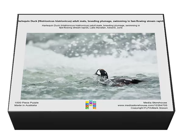 Harlequin Duck (Histrionicus histrionicus) adult male, breeding plumage, swimming in fast-flowing stream rapids