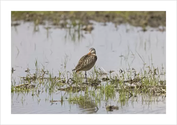 Marbled Godwit (Limosa fedoa) adult, breeding plumage, standing on one leg, in shallow water in field on prairie