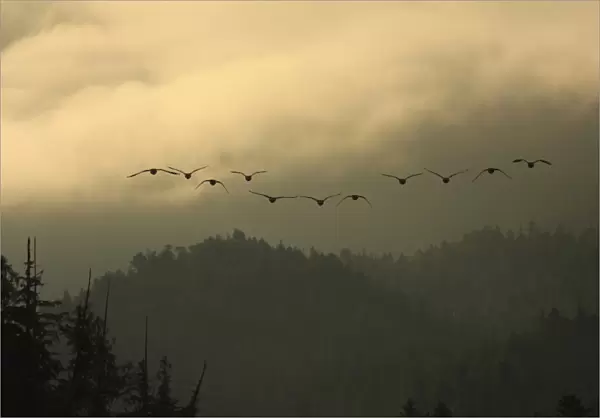 Canada Goose (Branta canadensis) flock, in flight, silhouetted at dawn, over temperate coastal rainforest
