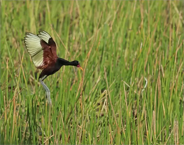 Wattled Jacana (Jacana jacana) adult, in flight over wetland, Trinidad, Trinidad and Tobago, April