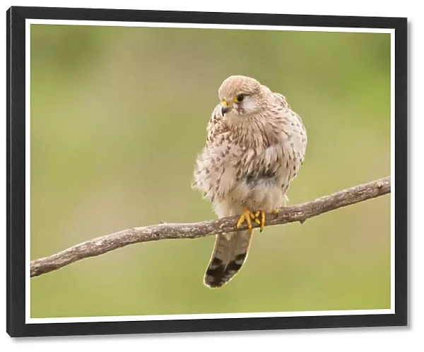 Common Kestrel (Falco tinnunculus) adult female, perched on branch, Hortobagy N. P. Hungary, April