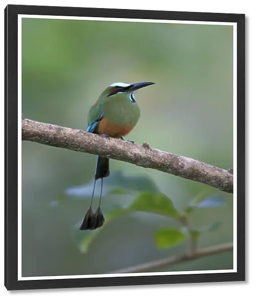 Turquoise-browed Motmot (Eumomota superciliosa) adult, perched on branch, Rio Tarcoles, Costa Rica, February