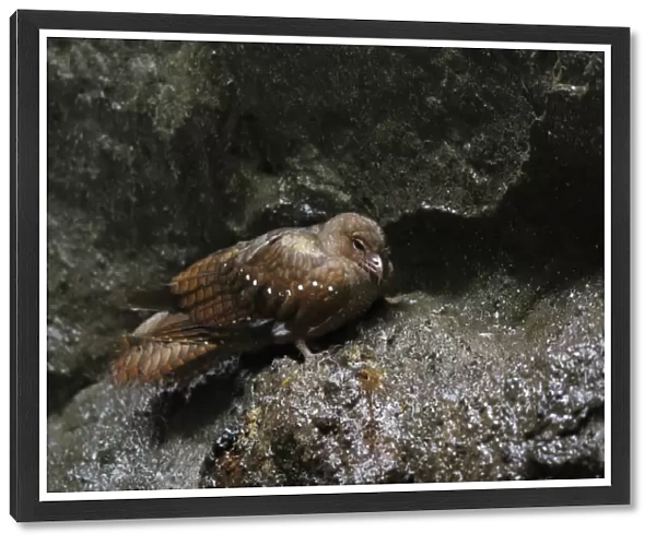 Oilbird (Steatornis caripensis) adult, standing on rock in cave, Mindo, Andes, Pichincha Province, Ecuador, February