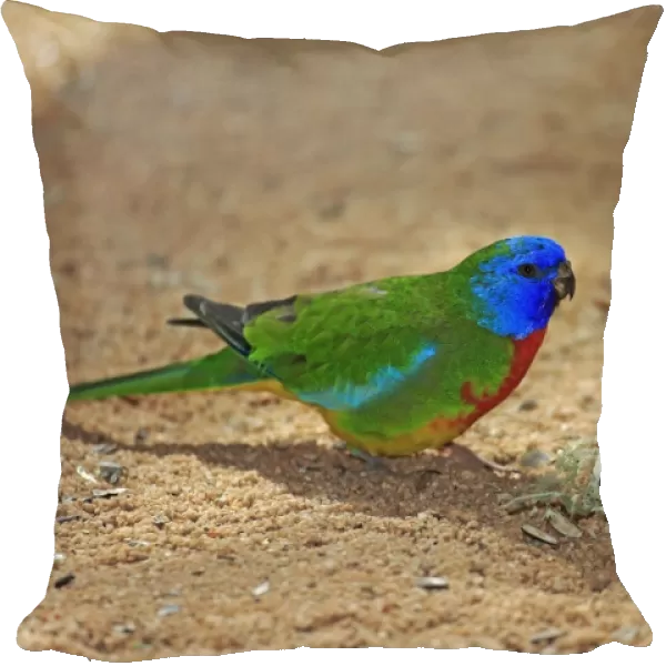 Scarlet-chested Parrot (Neophema splendida) adult male, foraging on ground, South Australia, Australia, November