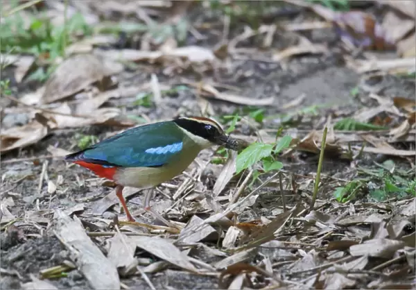 Fairy Pitta (Pitta nympha) adult, foraging, probing ground for worms, Huben, Central Taiwan, June