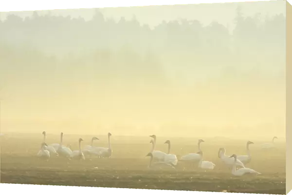 Trumpeter Swan (Cygnus buccinator) flock, on field in mist at dawn, Courtenay, British Columbia, Canada, January
