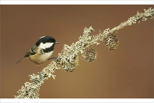 Coal Tit (Periparus ater) adult, perched on lichen covered twig, Cairngorms, Highlands, Scotland, January