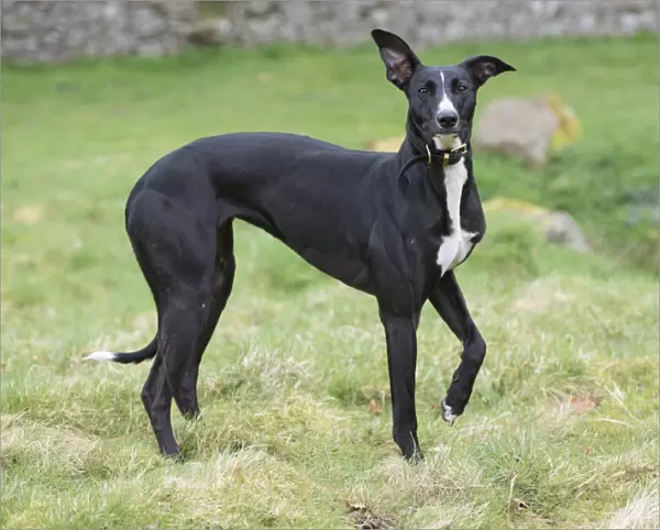 Domestic Dog, mongrel (Greyhound crossbreed), adult, wearing collar, standing on grass, Allendale, Northumberland