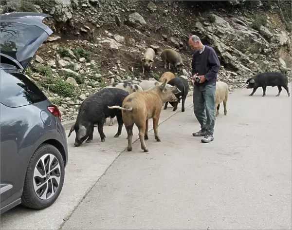 Feral Pig, adults, herd standing on mountain road with tourist and car, Corsica, France, April