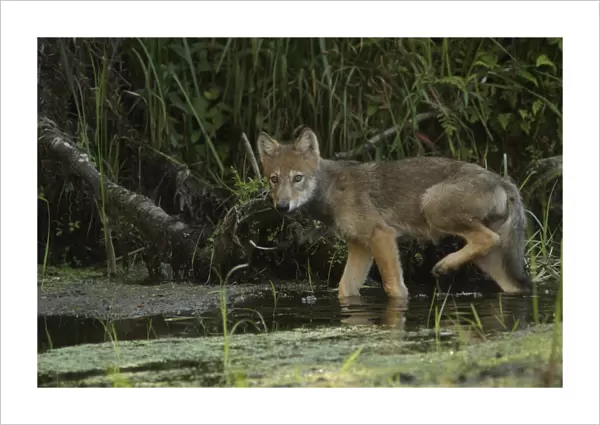 Grey Wolf (Canis lupus) pup, walking in shallow water on marshland, in temperate coastal rainforest, Coast Mountains