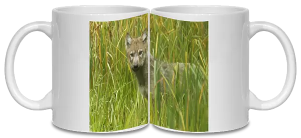 Grey Wolf (Canis lupus) pup, standing in marshland, in temperate coastal rainforest, Coast Mountains