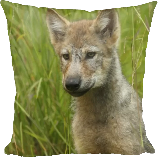 Grey Wolf (Canis lupus) pup, close-up of head and chest, sitting in marshland, in temperate coastal rainforest