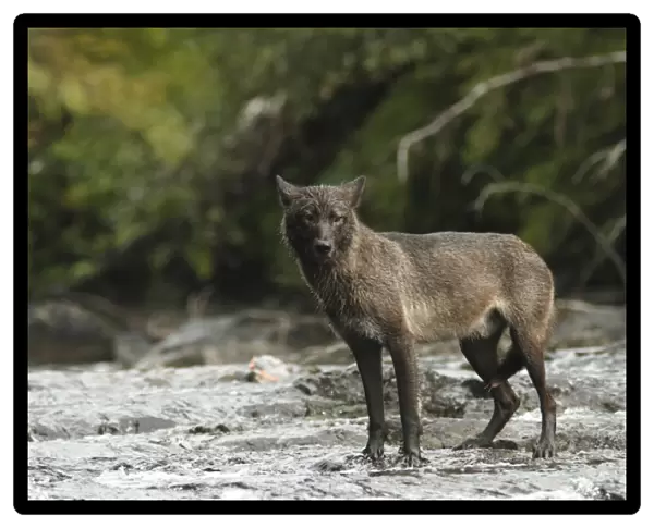 Grey Wolf (Canis lupus) dark morph, adult, fishing for salmon in river, in temperate coastal rainforest