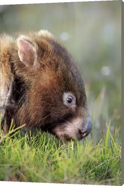Common Wombat (Vombatus ursinus hirsutus) adult, close-up of head, feeding, Wilsons Promontory N. P