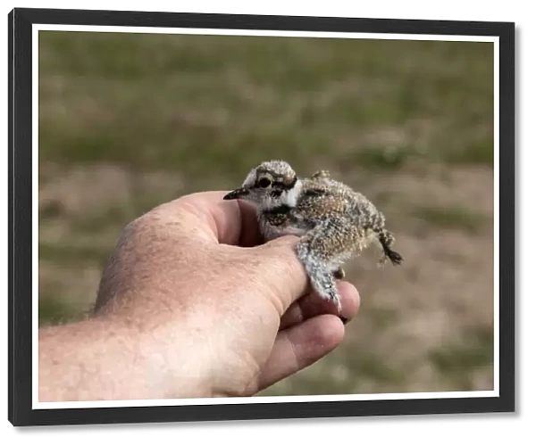 Little Ringed Plover chick being held before a BTO bird ring is fixed on its legs