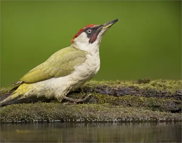 European Green Woodpecker (Picus viridis) adult male, standing at pool in woodland, Debrecen, Hungary, April