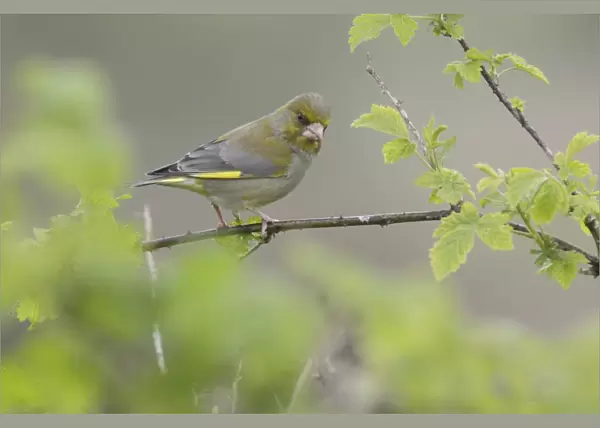 European Greenfinch (Carduelis chloris) adult male, perched on bramble stem in farmland, West Yorkshire, England, April