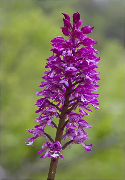 Hybrid Orchid (Orchis hybrida) hybrid of Lady Orchid (O. purpurea) and Military Orchid (O)