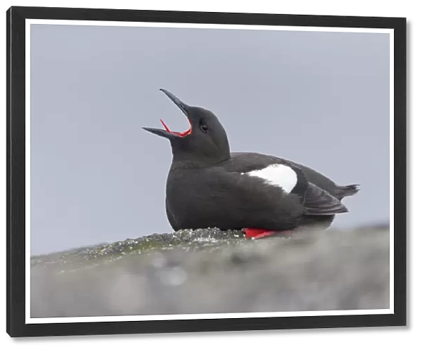 Black Guillemot (Cepphus grylle) adult, breeding plumage, yawning, sitting on rock, Shetland Islands, Scotland, June